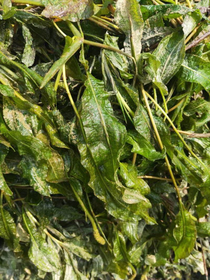 马来眼子菜竹叶眼子菜篦齿眼子菜微齿眼子菜等沉水植物