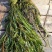 马来眼子菜竹叶眼子菜篦齿眼子菜微齿眼子菜等沉水植物
