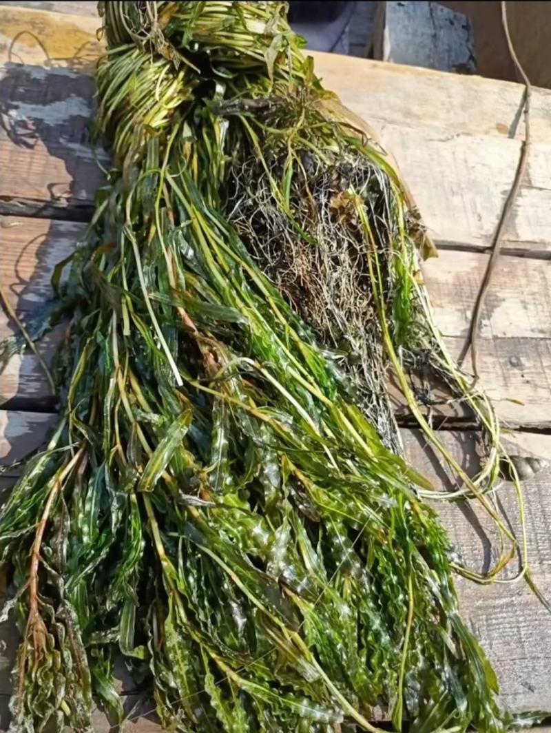 马来眼子菜竹叶眼子菜篦齿眼子菜微齿眼子菜等沉水植物