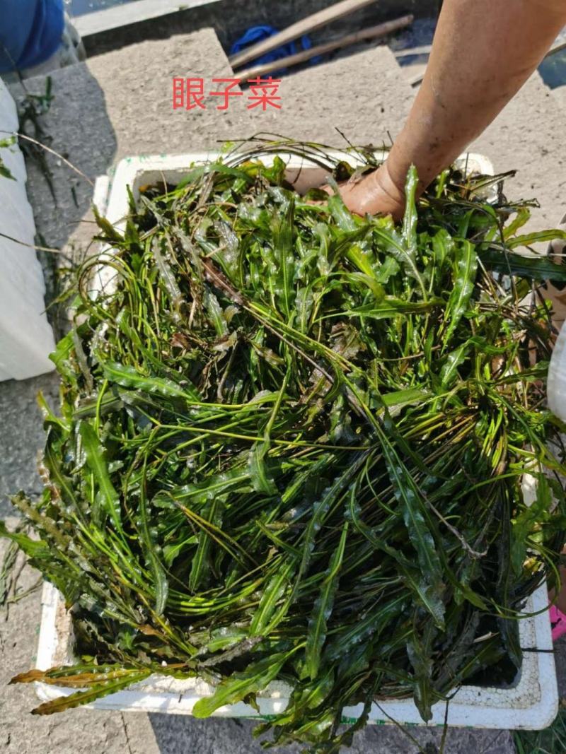 马来眼子菜竹叶眼子菜篦齿眼子菜微齿眼子菜等沉水植物