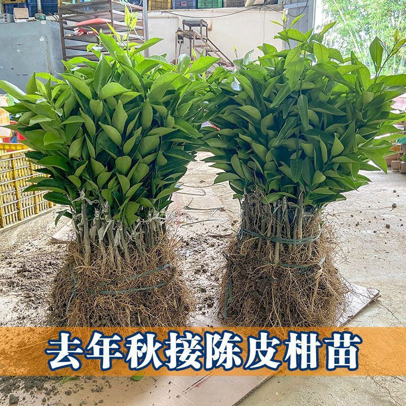 新会柑嫁接苗也叫陈皮柑桔苗