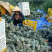 海南精品凤梨大量上市，当季新鲜甜度高，现货充足，来电优惠