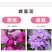 蜂室花种子矮生花卉庭院种植屈曲花景观花海绿化花卉种子