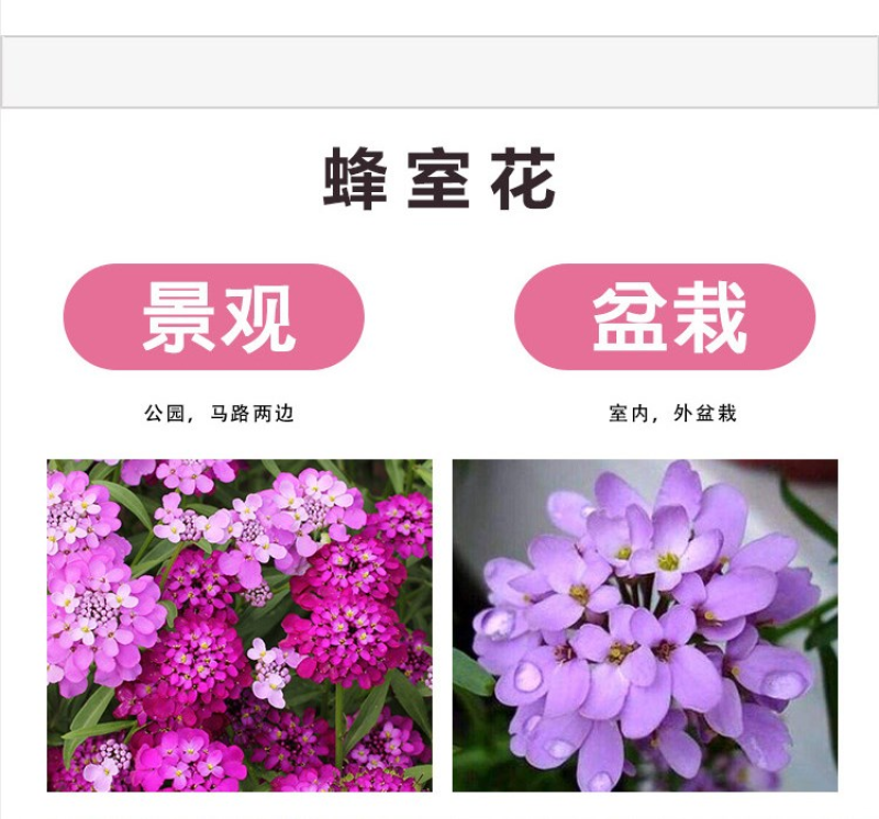 蜂室花种子矮生花卉庭院种植屈曲花景观花海绿化花卉种子