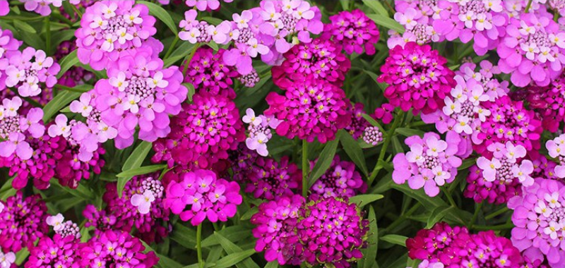 蜂室花种子矮生花卉庭院种植屈曲花景观花海绿化花卉种子