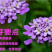 蜂室花种子矮生花卉庭院种植屈曲花景观花海绿化花卉种子