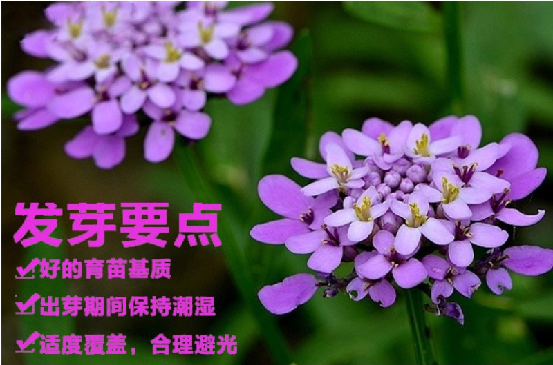 蜂室花种子矮生花卉庭院种植屈曲花景观花海绿化花卉种子