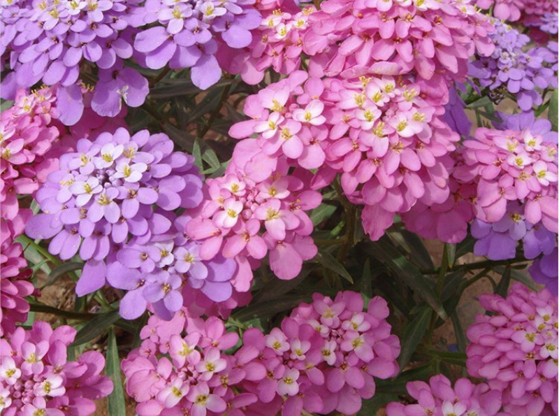 蜂室花种子矮生花卉庭院种植屈曲花景观花海绿化花卉种子