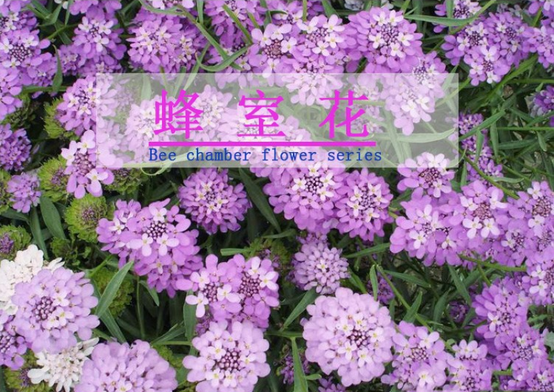 蜂室花种子矮生花卉庭院种植屈曲花景观花海绿化花卉种子