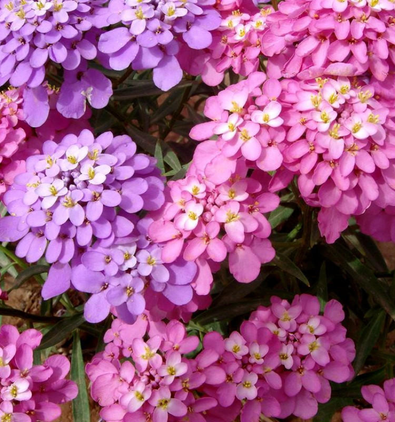 蜂室花种子矮生花卉庭院种植屈曲花景观花海绿化花卉种子