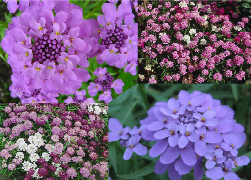 蜂室花种子矮生花卉庭院种植屈曲花景观花海绿化花卉种子