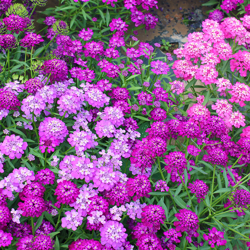 蜂室花种子矮生花卉庭院种植屈曲花景观花海绿化花卉种子