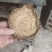恩施药用马蹄大黄自己基地种的自己烘房烤的保质保量