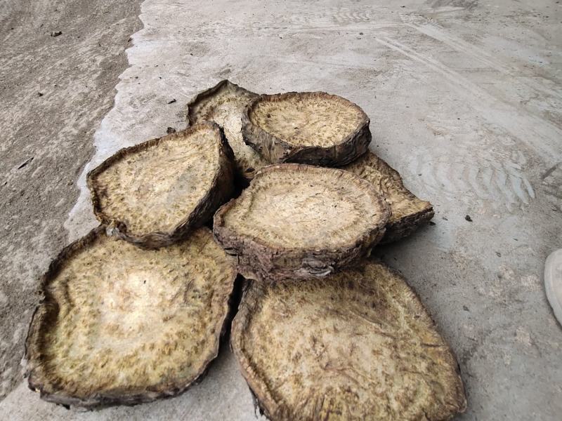 恩施药用马蹄大黄自己基地种的自己烘房烤的保质保量