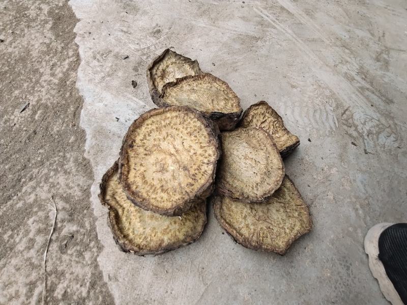 恩施药用马蹄大黄自己基地种的自己烘房烤的保质保量