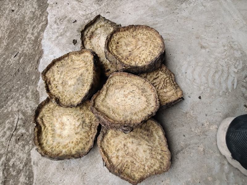 恩施药用马蹄大黄自己基地种的自己烘房烤的保质保量