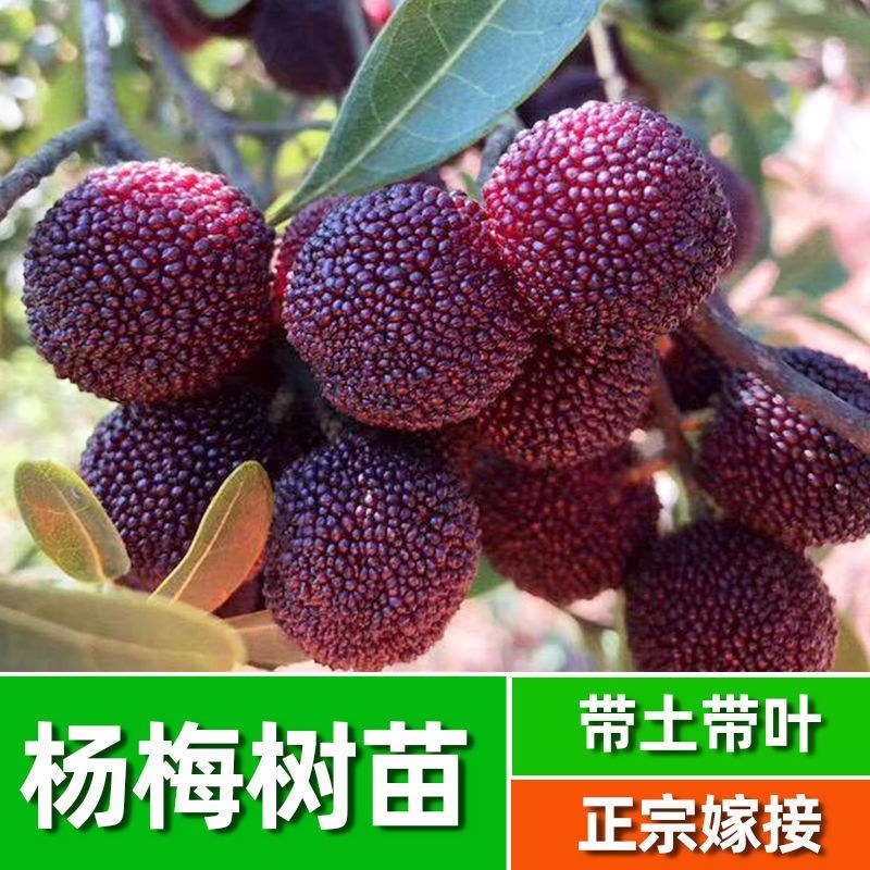 东魁杨梅树苗嫁接大果杨梅苗南北方10株起带土带叶发货