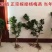 东魁杨梅树苗嫁接大果杨梅苗南北方10株起带土带叶发货