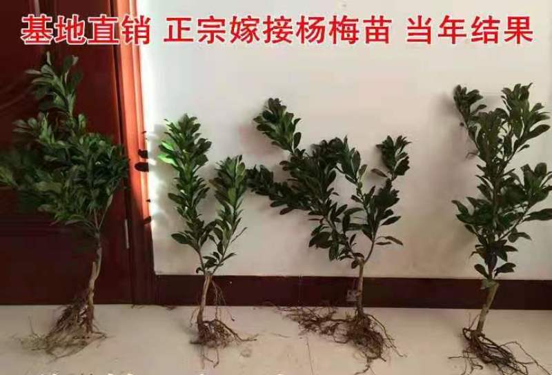 东魁杨梅树苗嫁接大果杨梅苗南北方10株起带土带叶发货