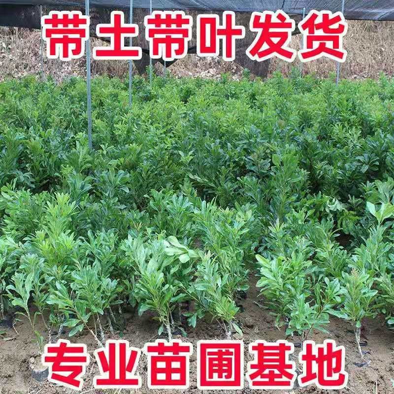 东魁杨梅树苗嫁接大果杨梅苗南北方10株起带土带叶发货