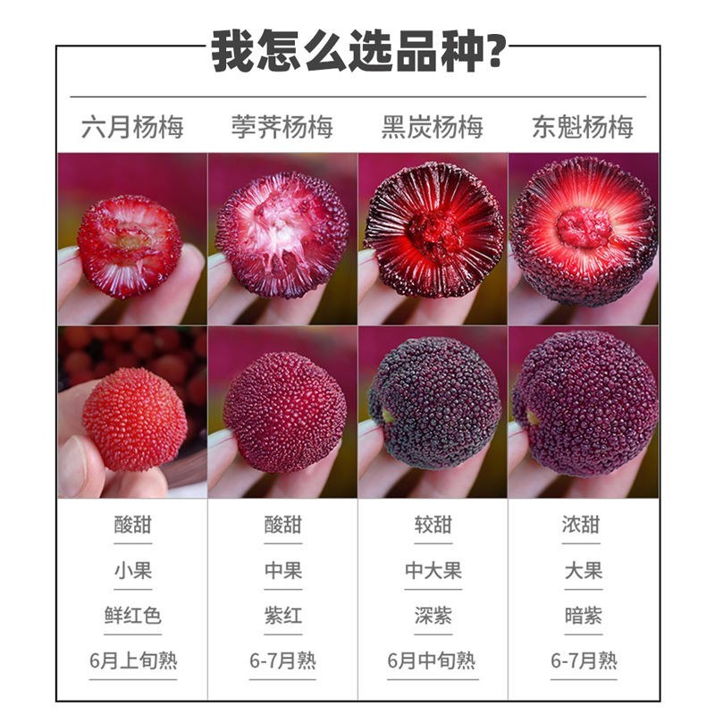 东魁杨梅树苗嫁接大果杨梅苗南北方10株起带土带叶发货