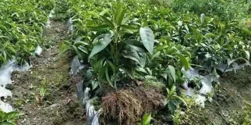无籽改良黑老虎果苗布福娜树苗合作社免费送苗挂果包收