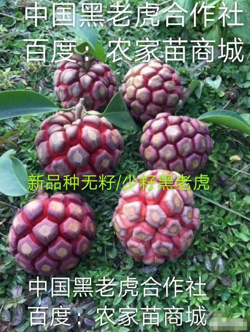 无籽改良黑老虎果苗布福娜树苗合作社免费送苗挂果包收