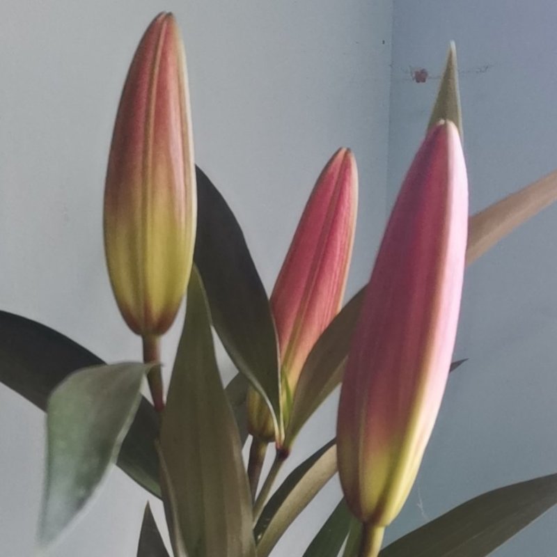 罗宾娜三头基地直供鲜切百合花，规格齐全全国发货