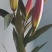 罗宾娜三头基地直供鲜切百合花，规格齐全全国发货