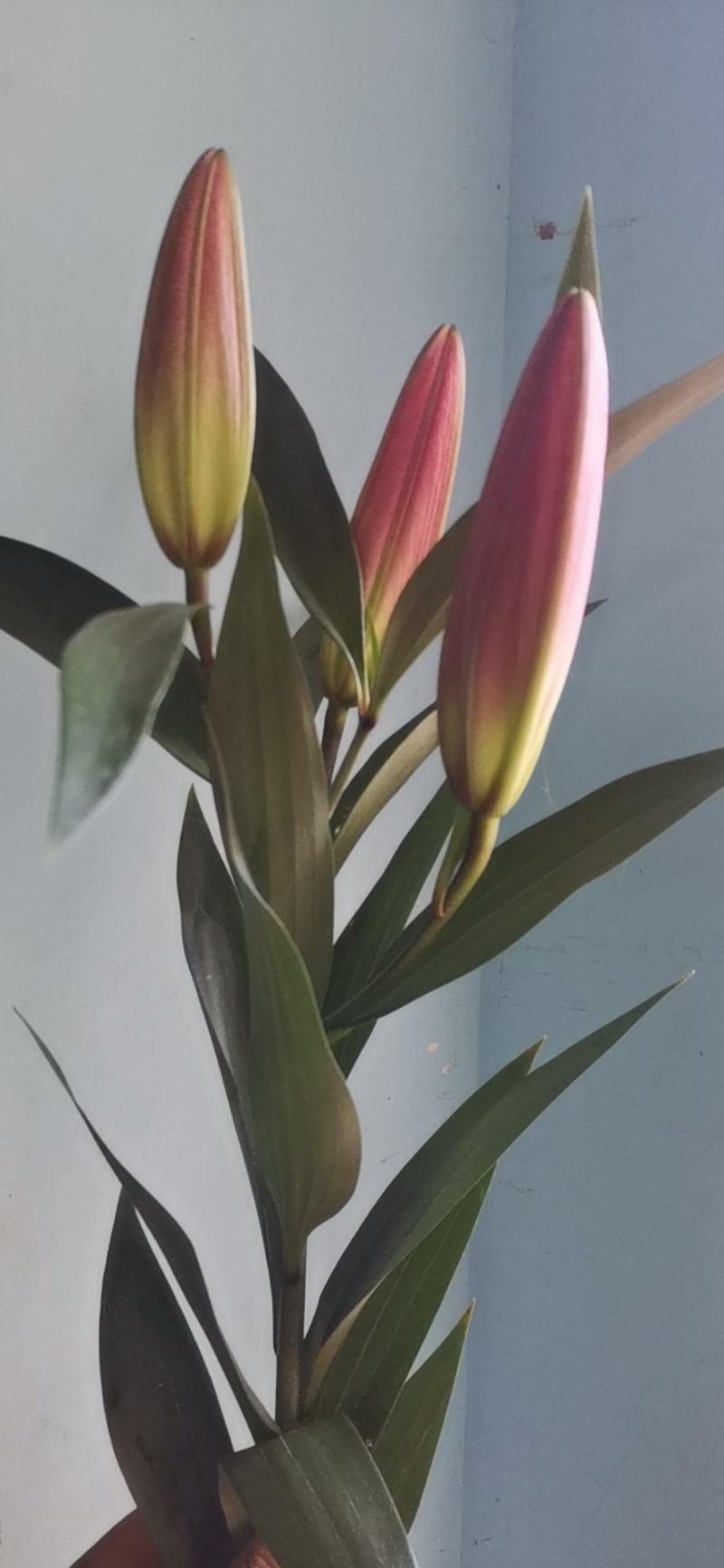 罗宾娜三头基地直供鲜切百合花，规格齐全全国发货