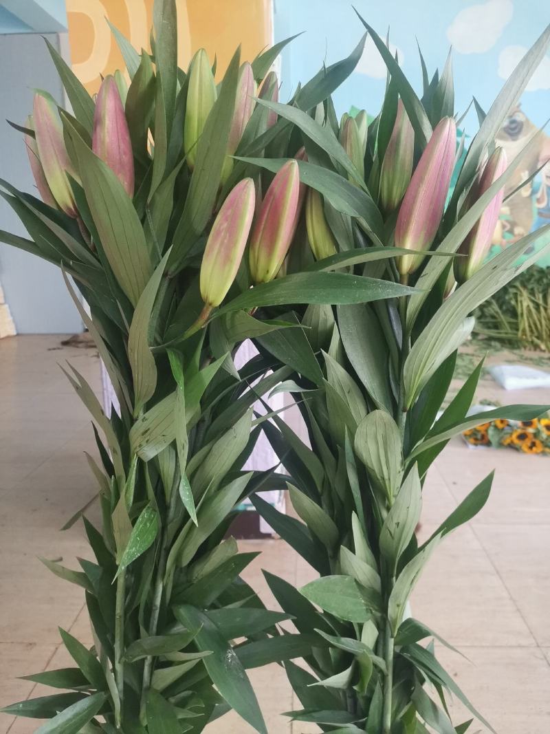 罗宾娜三头基地直供鲜切百合花，规格齐全全国发货
