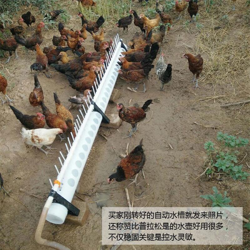 新型鸡饮水器自动喂水新款鸡鸭鹅养鸡自动饮水槽鸡用家禽包邮