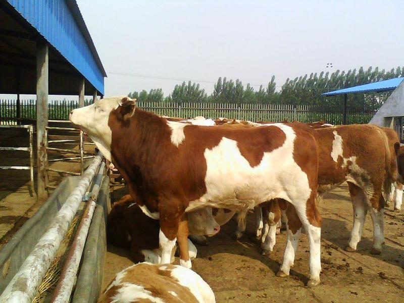 西门塔尔牛犊育肥牛犊提供养殖技术支持小牛犊肉牛出售