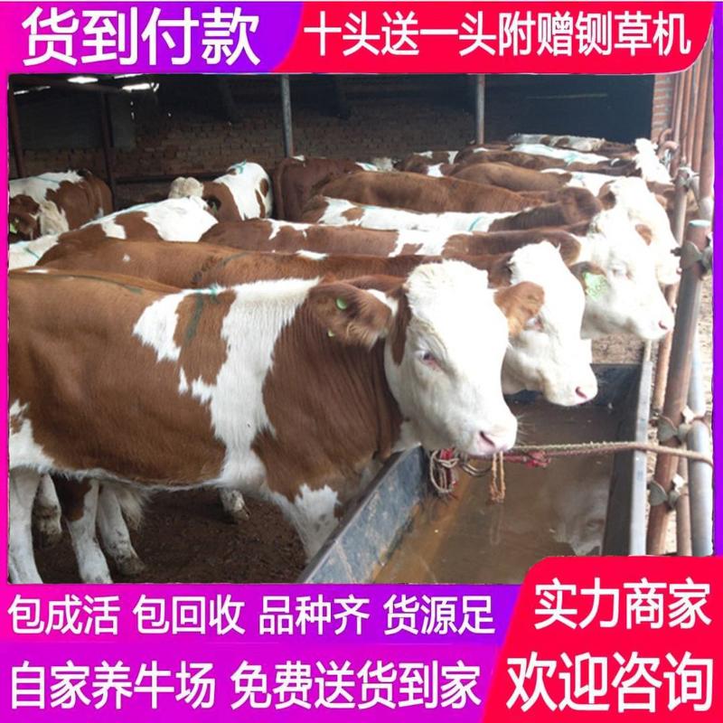 西门塔尔牛犊育肥牛犊提供养殖技术支持小牛犊肉牛出售