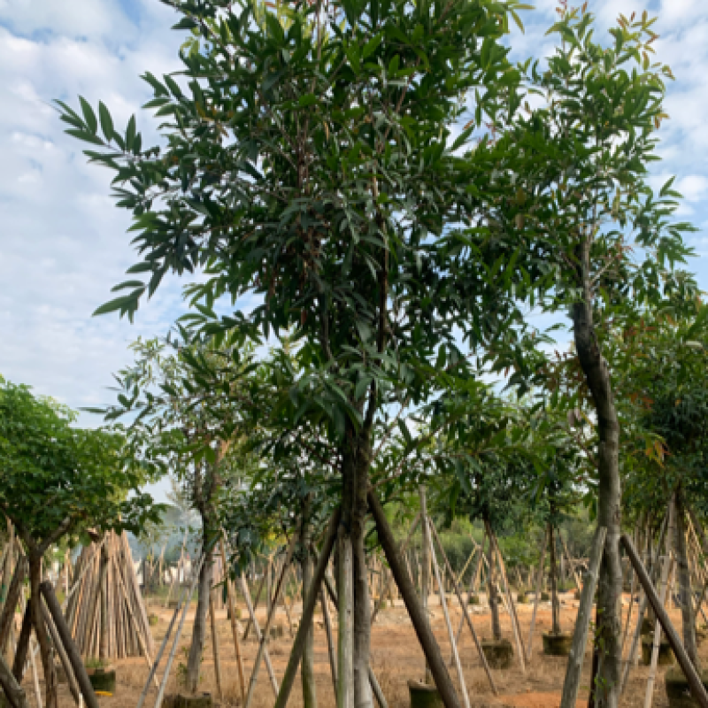 水蒲桃水葡萄供应米径10公分-12公分均有售