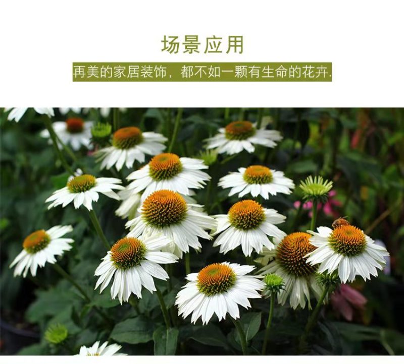 松果菊种子紫锥花种子景观工程园林绿化花期长耐热花草易种