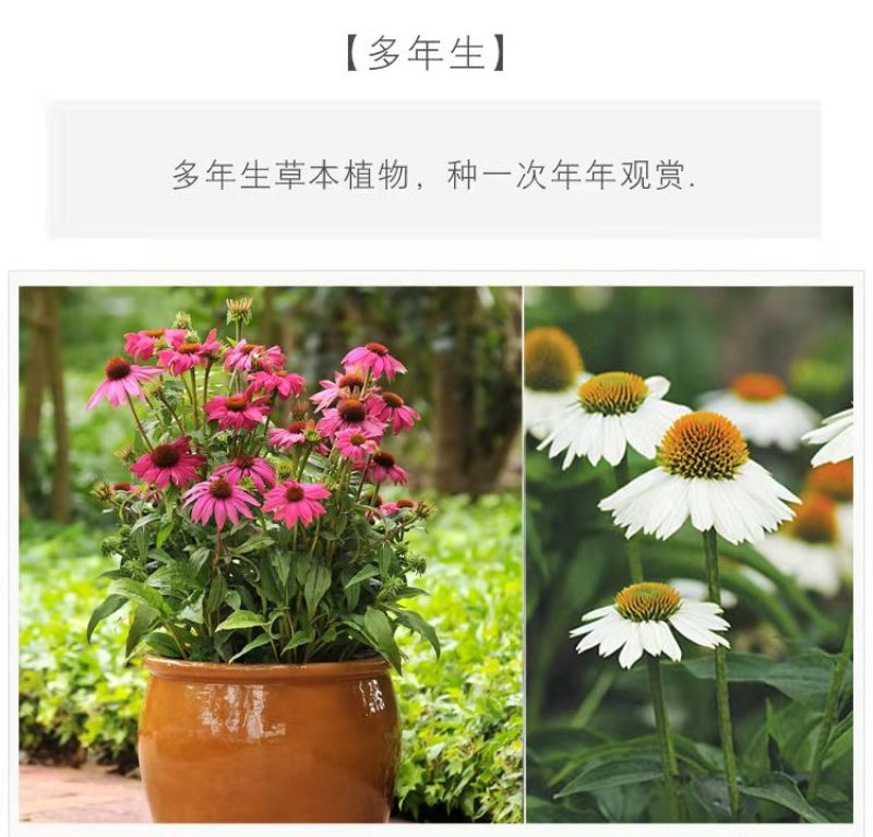 松果菊种子紫锥花种子景观工程园林绿化花期长耐热花草易种