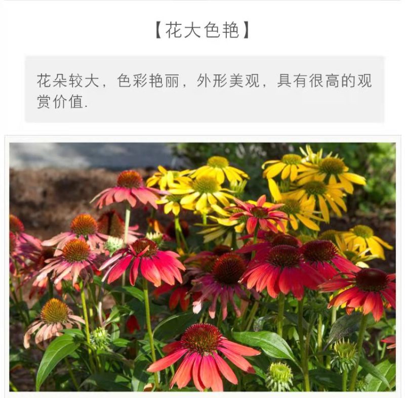 松果菊种子紫锥花种子景观工程园林绿化花期长耐热花草易种