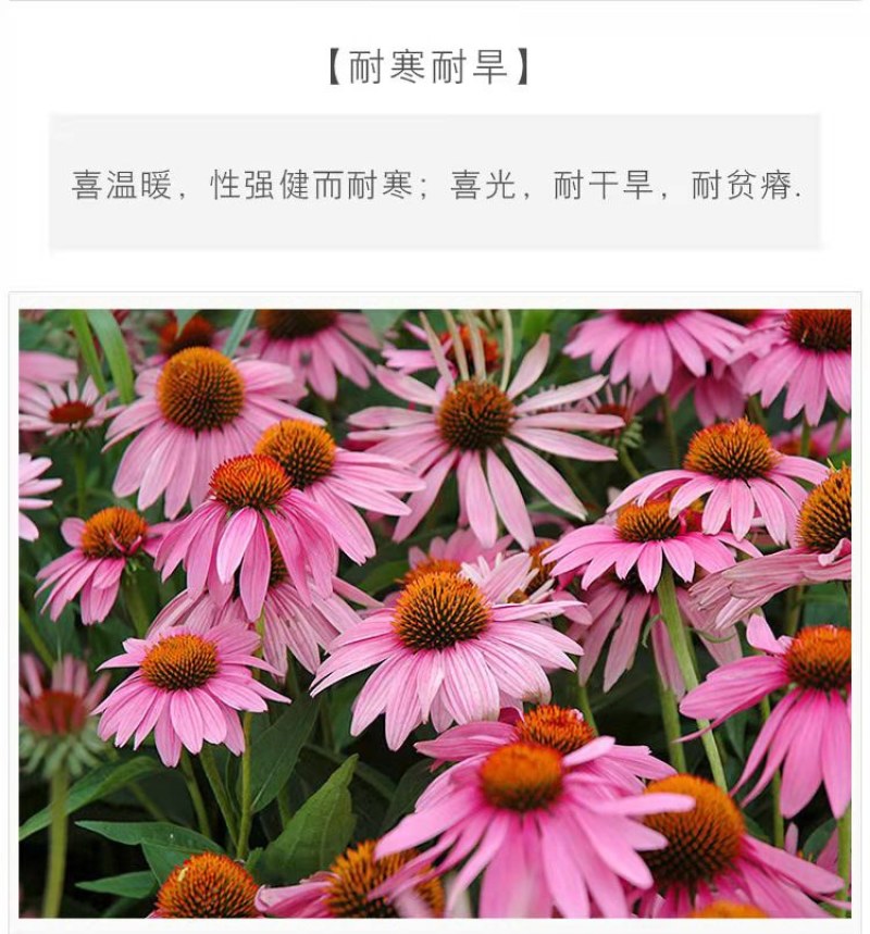 松果菊种子紫锥花种子景观工程园林绿化花期长耐热花草易种