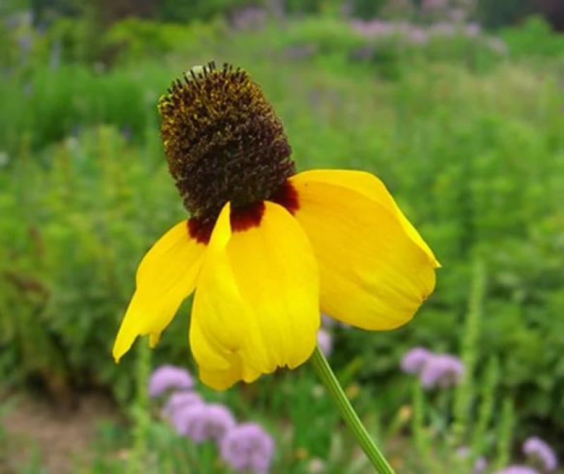 松果菊种子紫锥花种子景观工程园林绿化花期长耐热花草易种