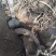 葛根野生葛根纯野生葛根粉无任何添加手工洗粉