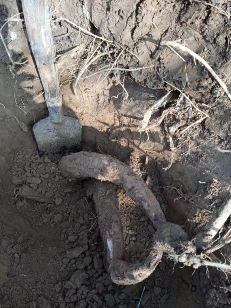 葛根野生葛根纯野生葛根粉无任何添加手工洗粉