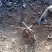 葛根野生葛根纯野生葛根粉无任何添加手工洗粉