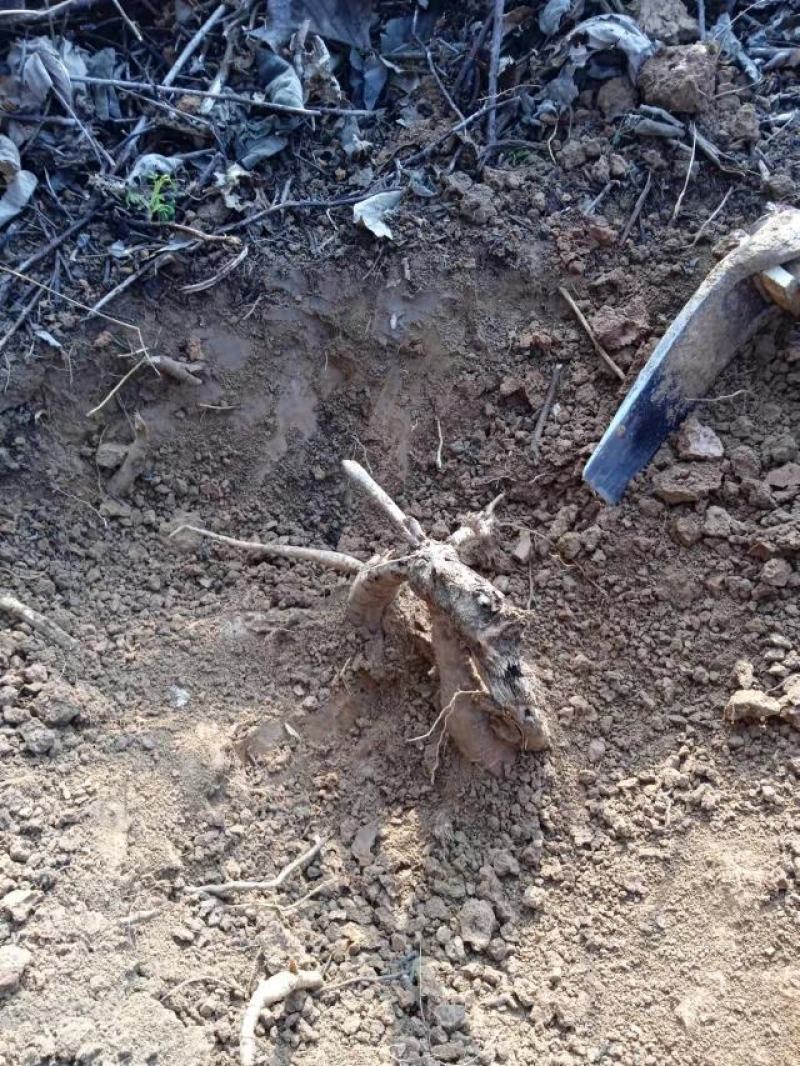 葛根野生葛根纯野生葛根粉无任何添加手工洗粉