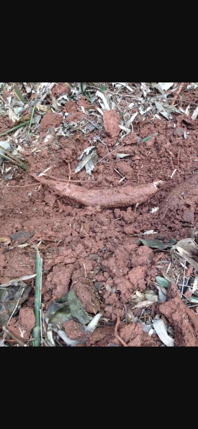 葛根野生葛根纯野生葛根粉无任何添加手工洗粉
