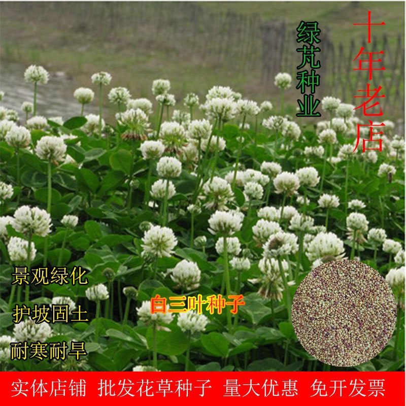 进口白三叶种子红三叶草籽易活矮生植物工程绿化护坡固土绿肥