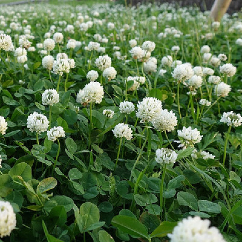 进口白三叶种子红三叶草籽易活矮生植物工程绿化护坡固土绿肥