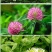 进口白三叶种子红三叶草籽易活矮生植物工程绿化护坡固土绿肥
