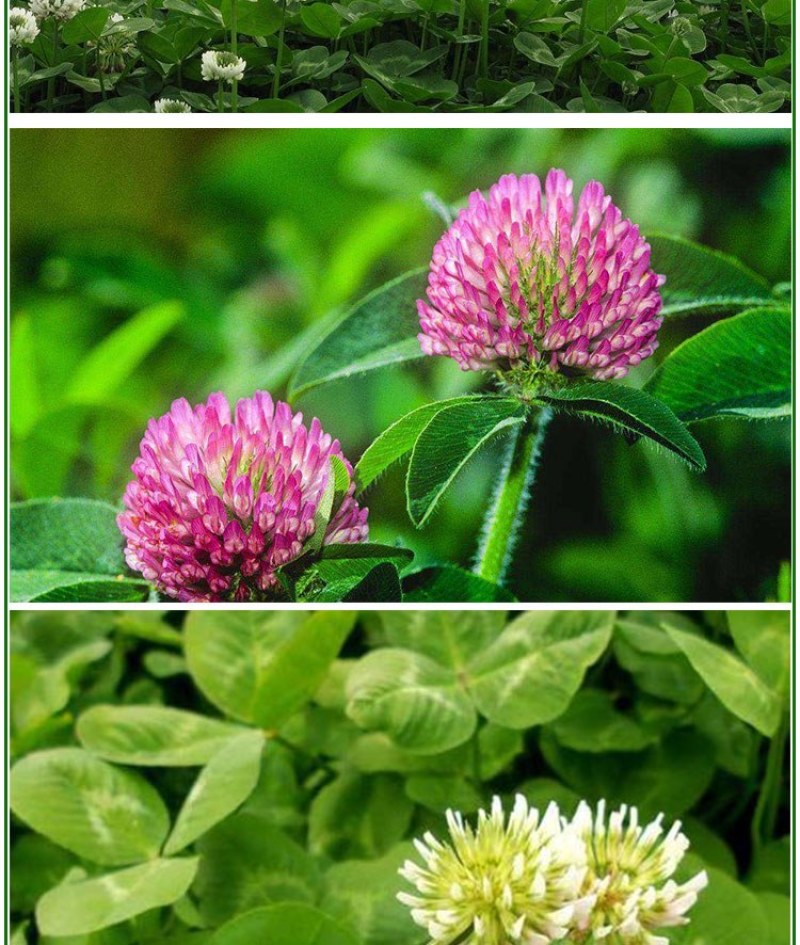 进口白三叶种子红三叶草籽易活矮生植物工程绿化护坡固土绿肥