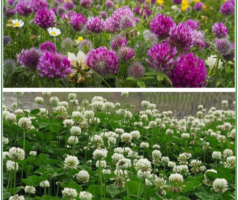 进口白三叶种子红三叶草籽易活矮生植物工程绿化护坡固土绿肥